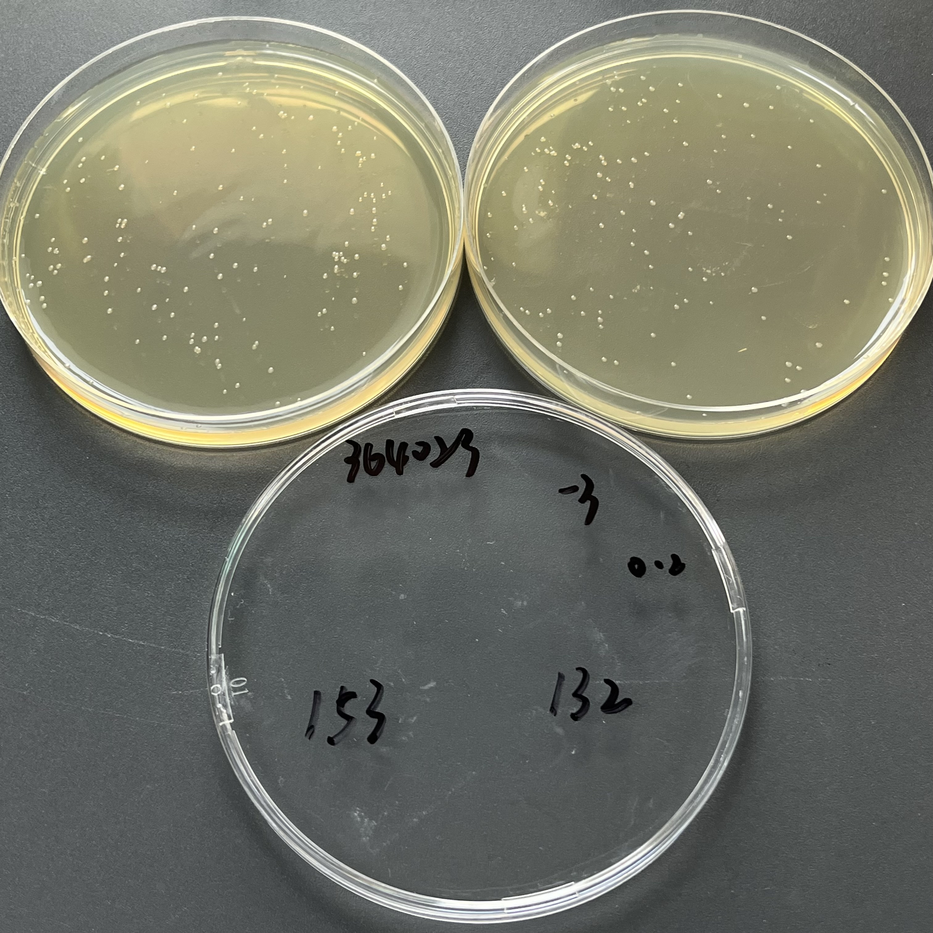 Quantitative strain of Pseudomonas aeruginosa-BNCC