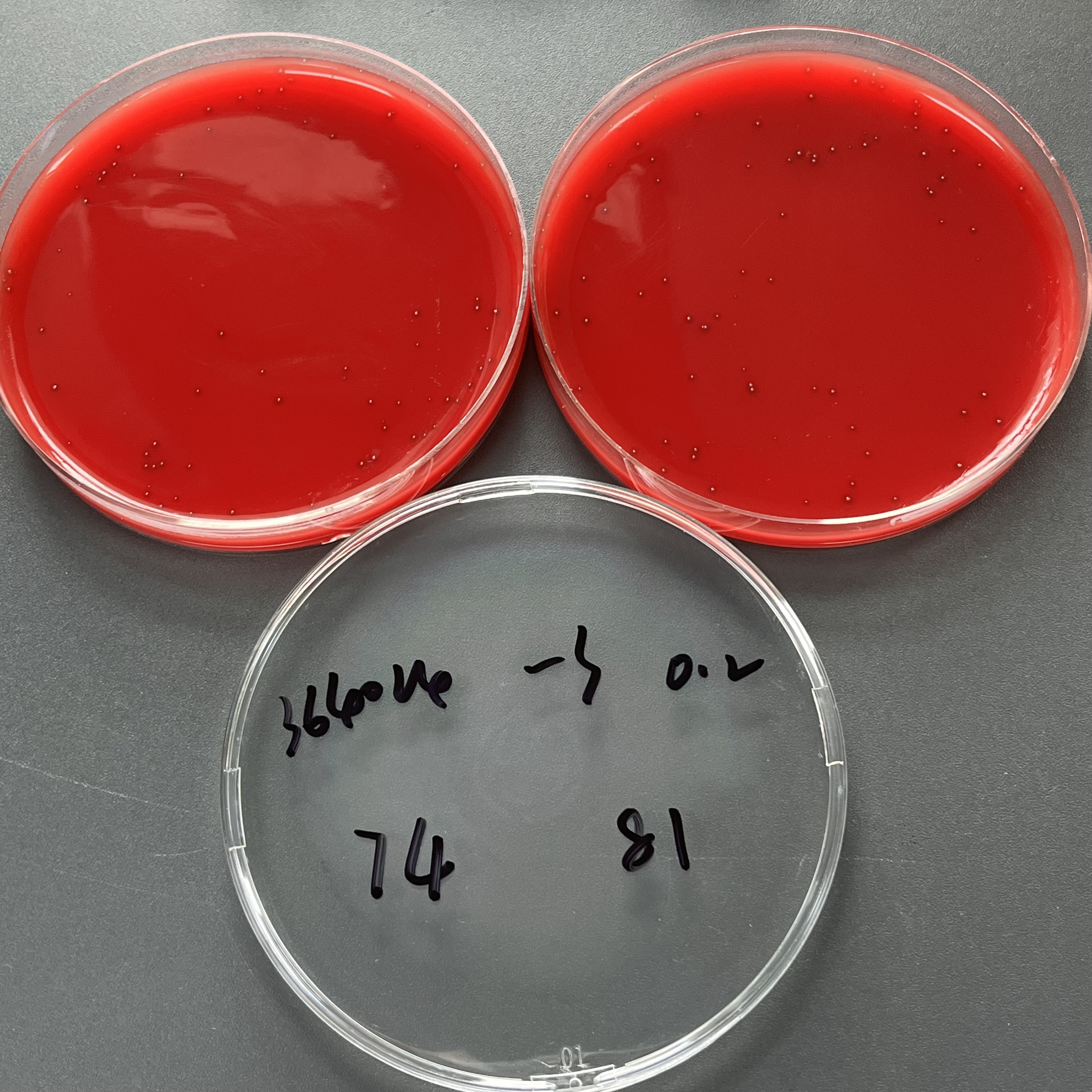 Quantitative strain of Streptococcus pyogenes-BNCC