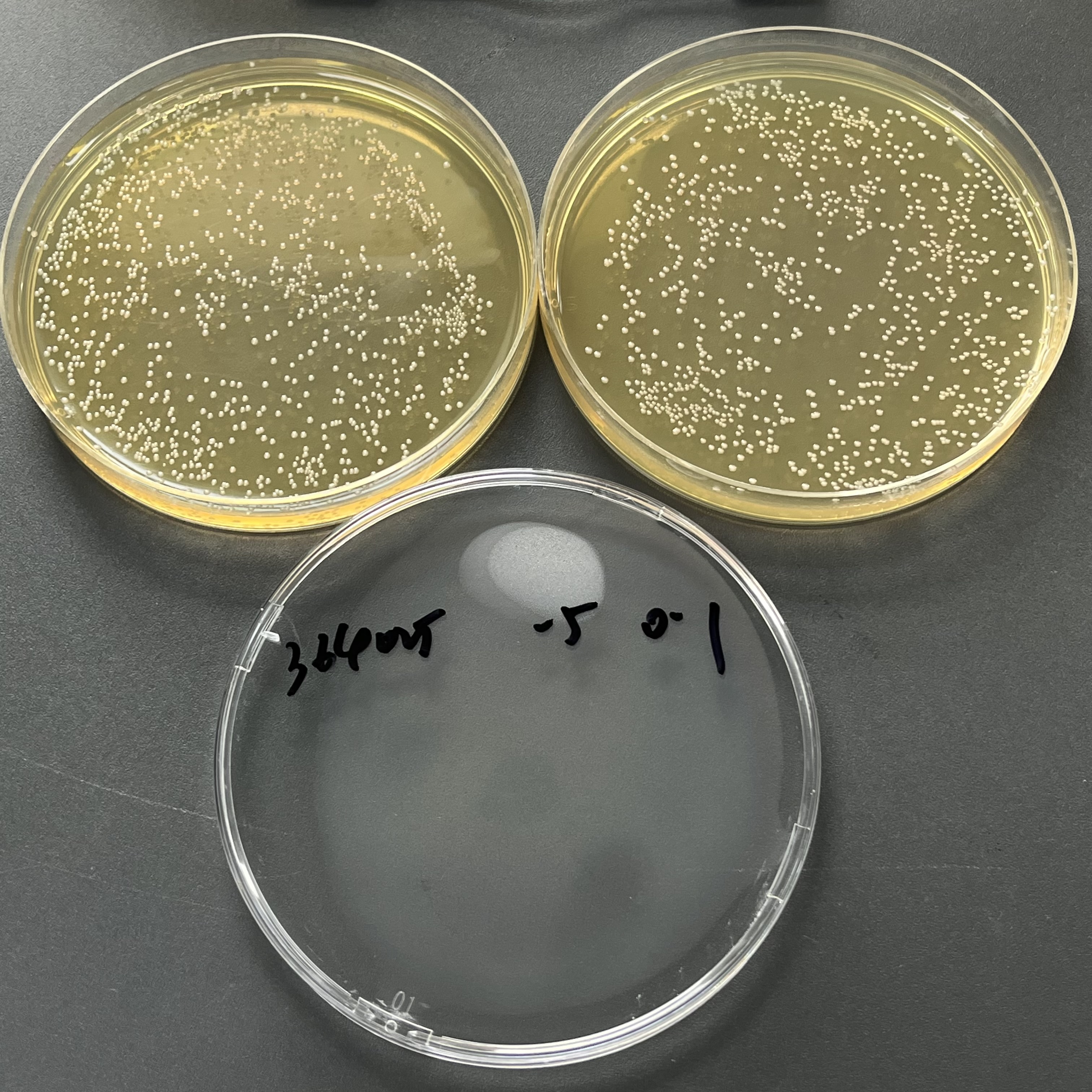 Quantitative strain of Escherichia coli-BNCC