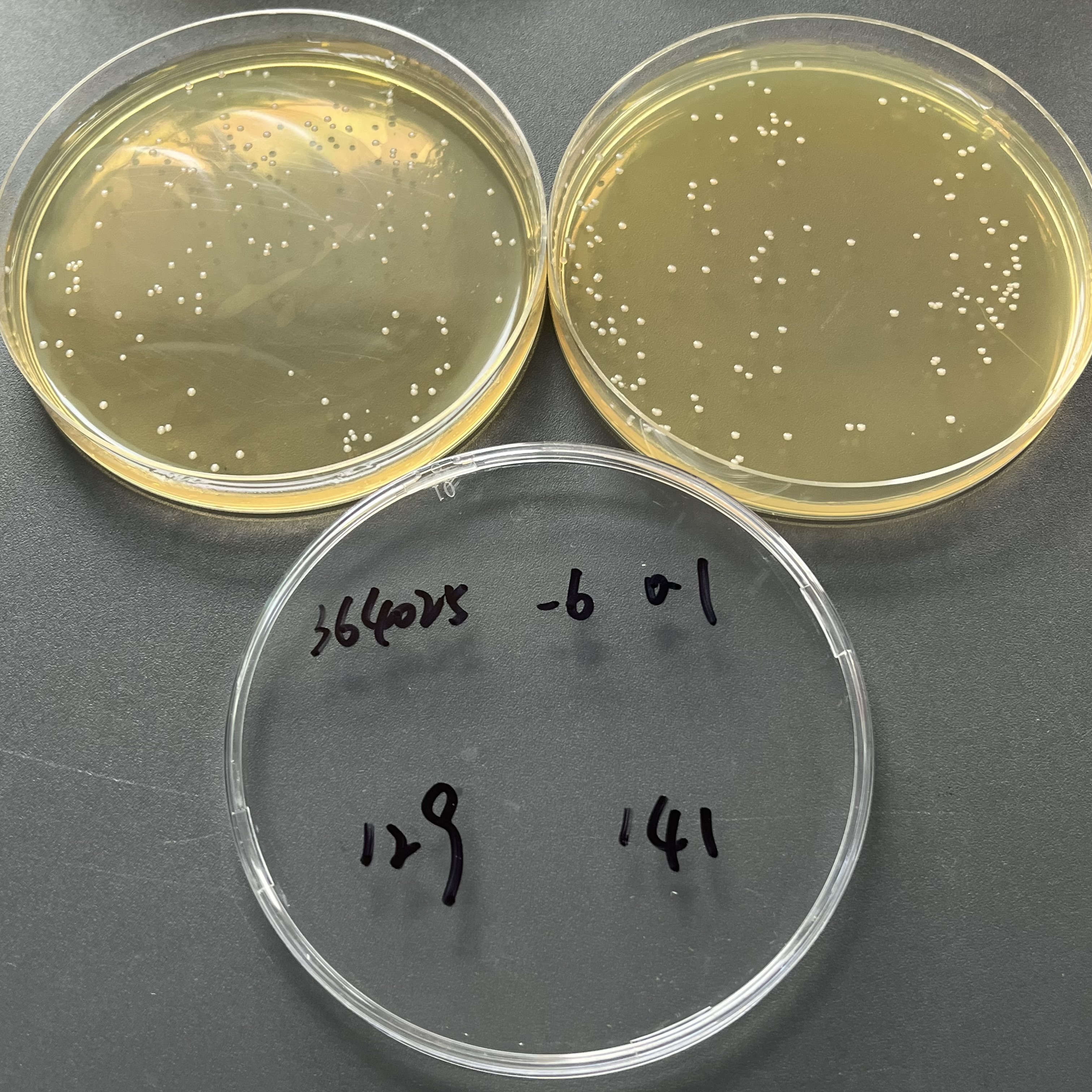 Quantitative strain of Escherichia coli-BNCC