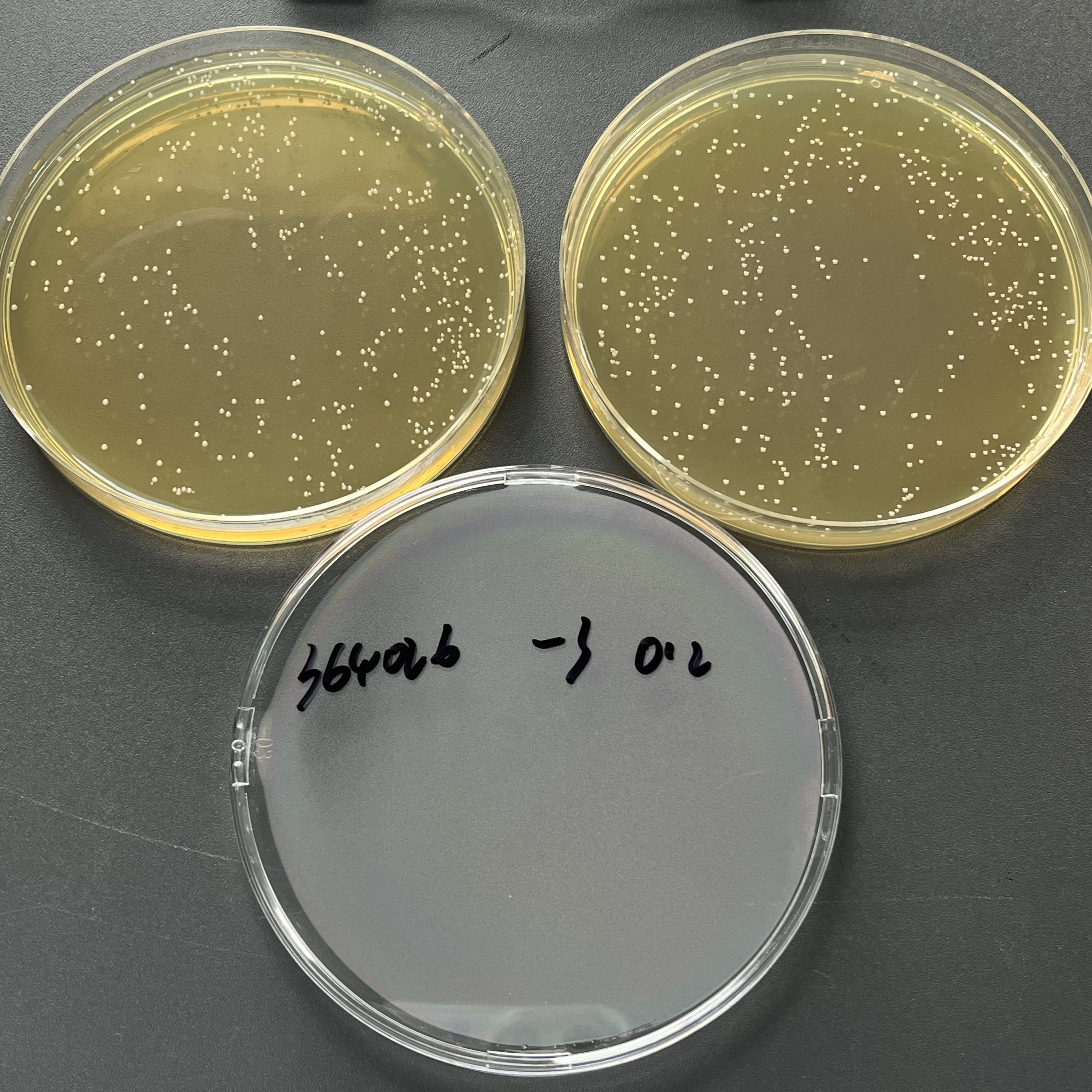 Quantitative strain of Streptococcus agalactiae-BNCC