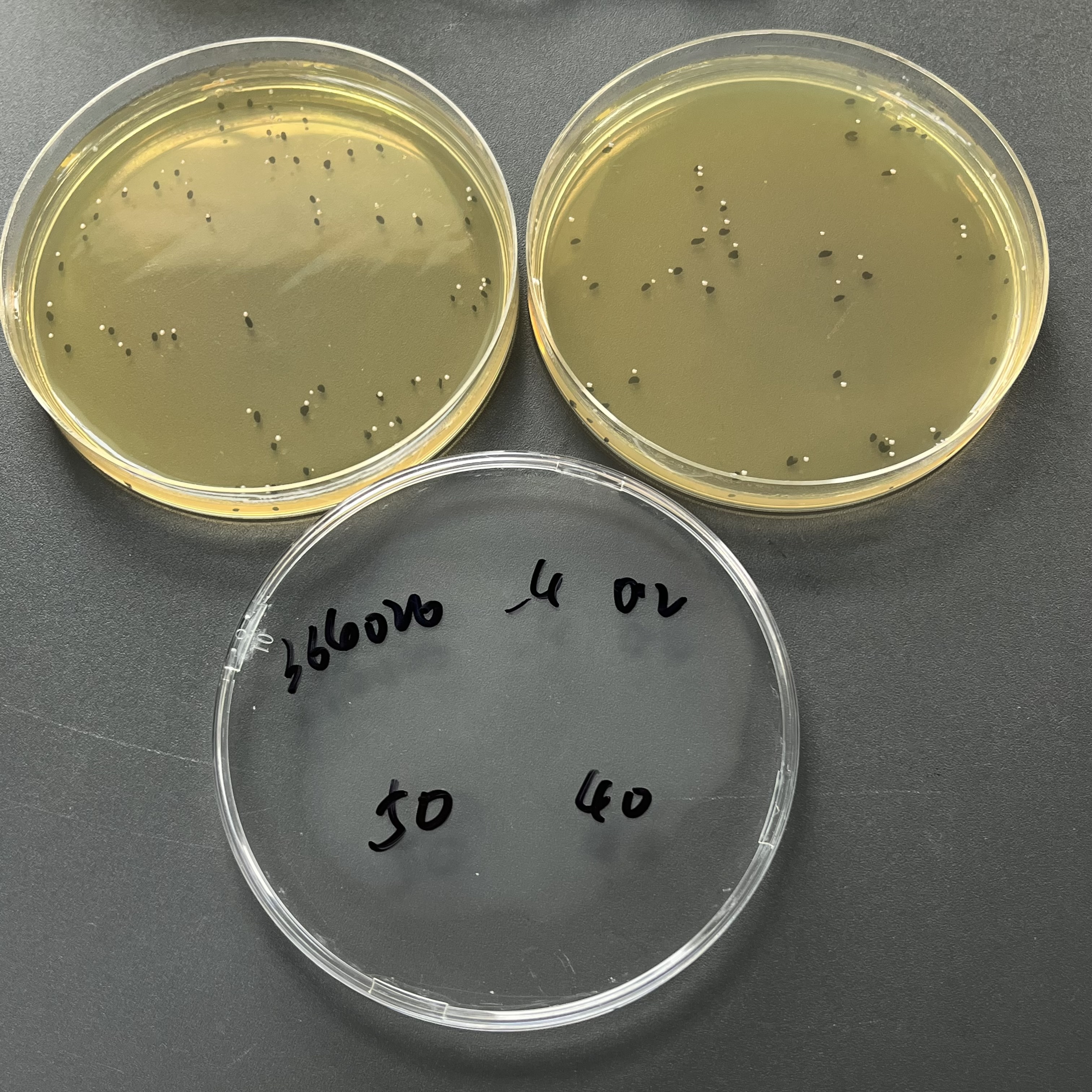 Quantitative strain of Streptococcus agalactiae-BNCC