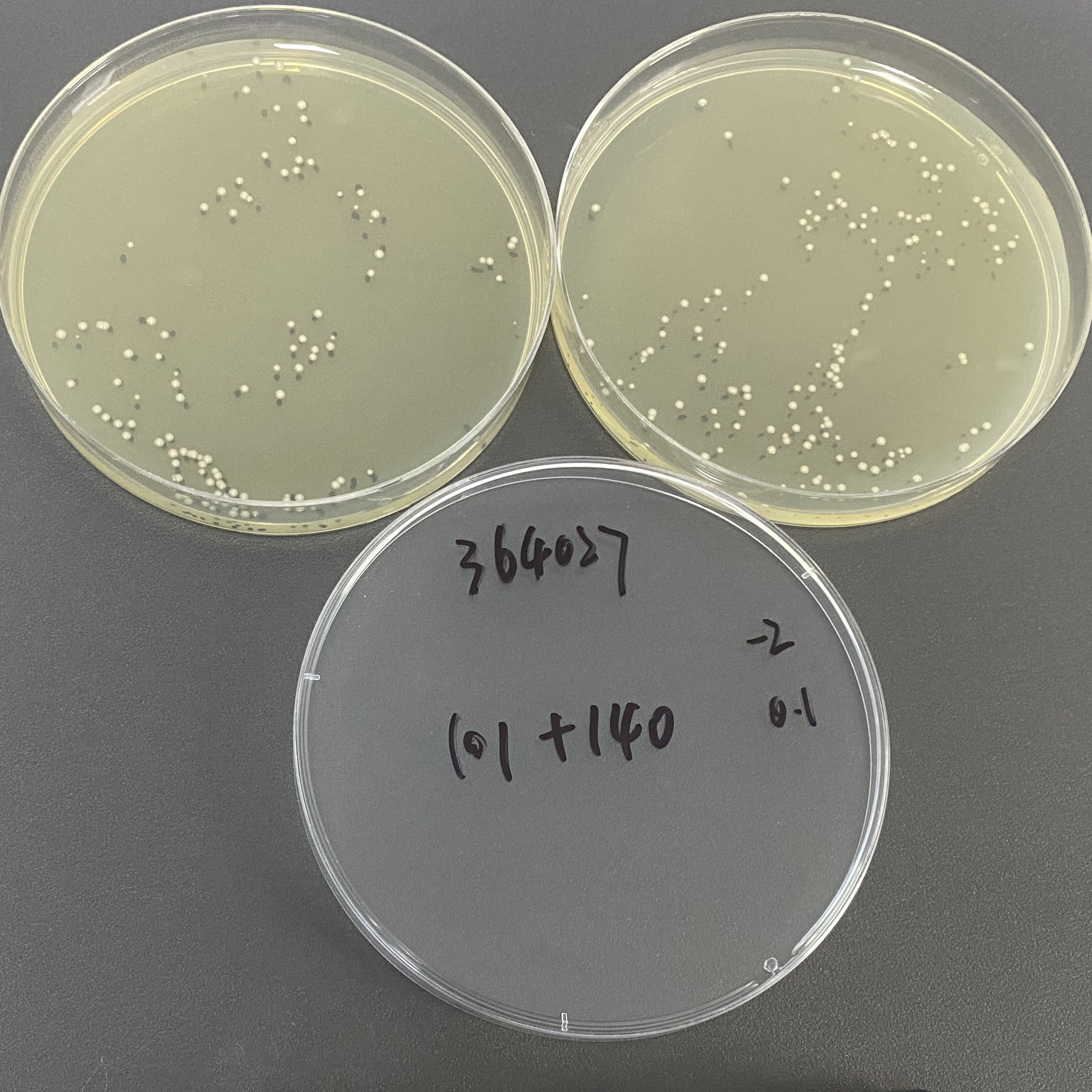 Quantitative strain of Klebsiella pneumoniae-BNCC