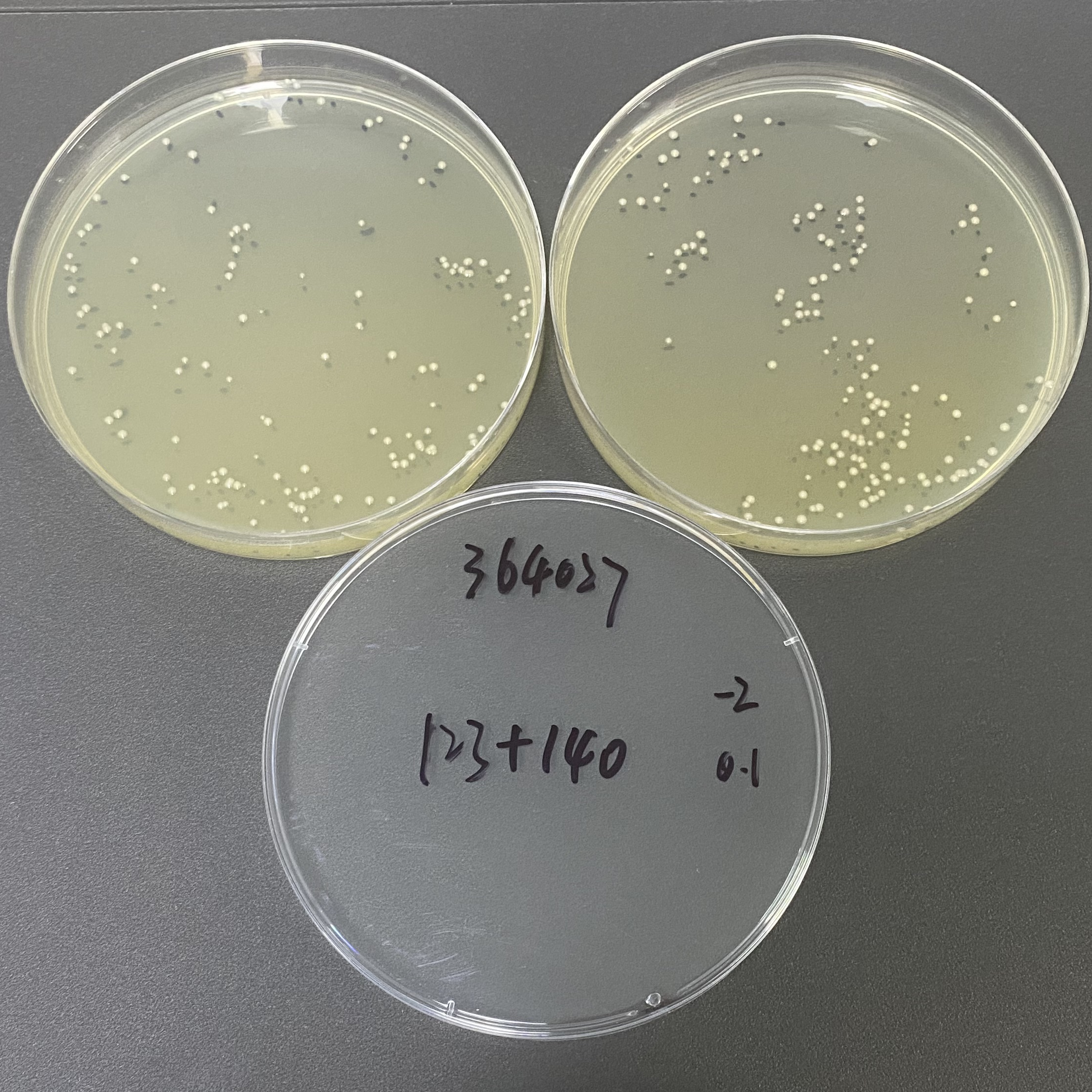 Quantitative strain of Klebsiella pneumoniae-BNCC