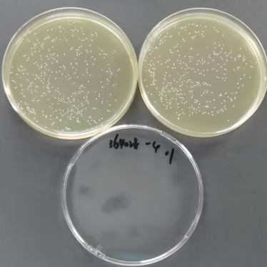 Quantitative strain of Enterococcus faecalis-BNCC