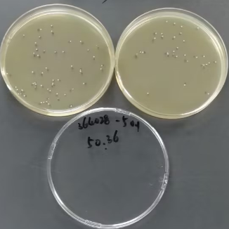 Quantitative strain of Enterococcus faecalis-BNCC