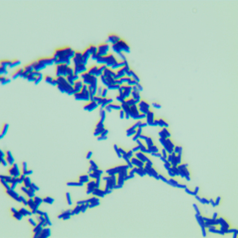 Quantitative strain of Bacillus subtilis-BNCC