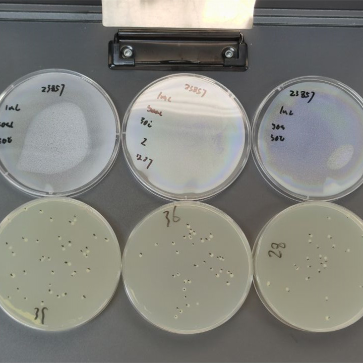 Quantitative strain of Bacillus subtilis-BNCC