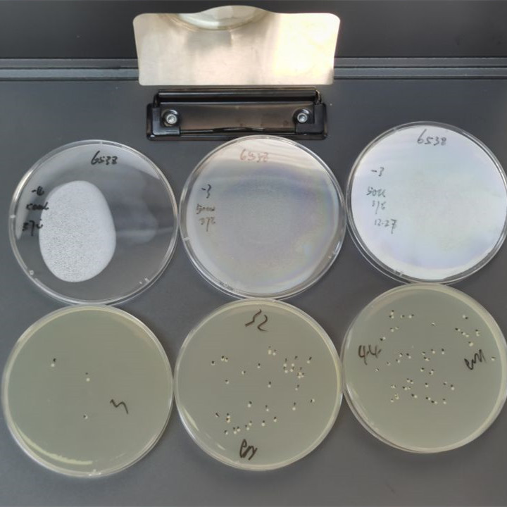 Quantitative strain of Staphylococcus aureus subspecies-BNCC
