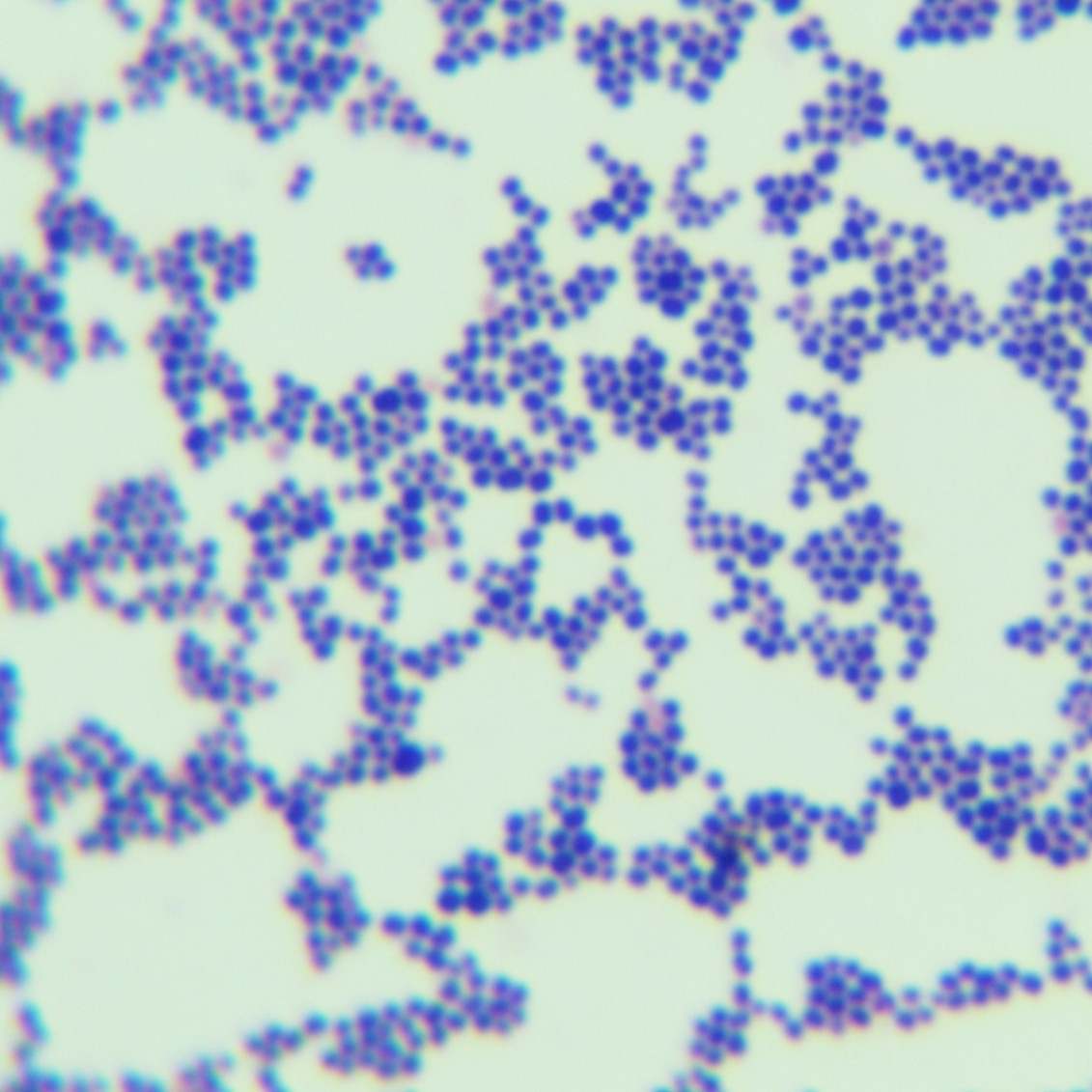 Quantitative strain of Staphylococcus aureus subspecies-BNCC