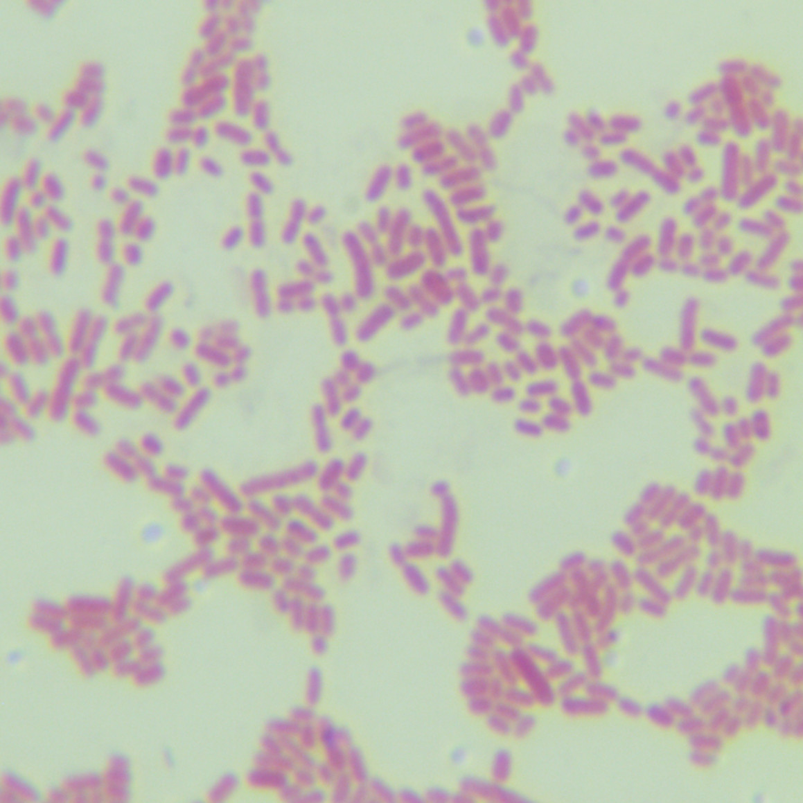 Quantitative strain of Escherichia coli-BNCC