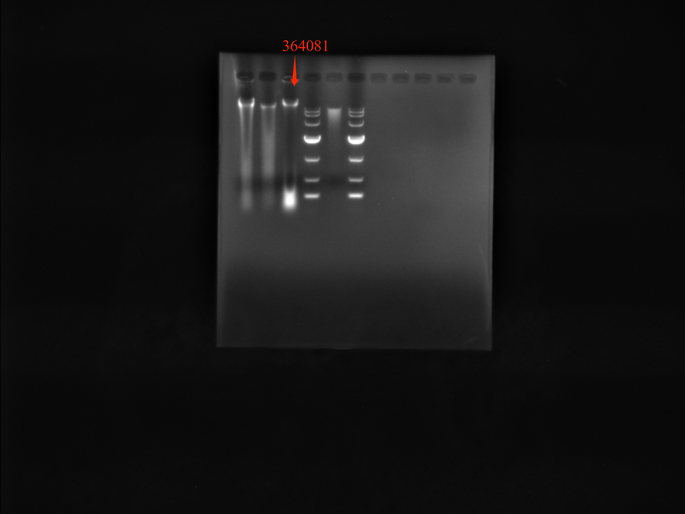 Hemophilic tissue Haemophilus-BNCC
