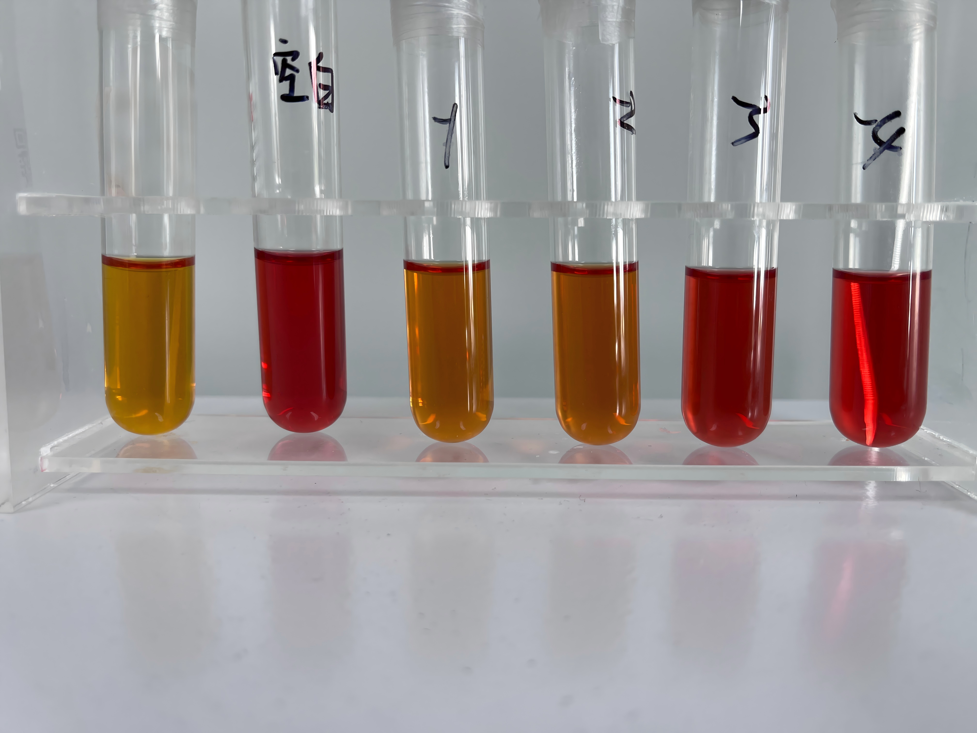 Mycoplasma pneumoniae-BNCC