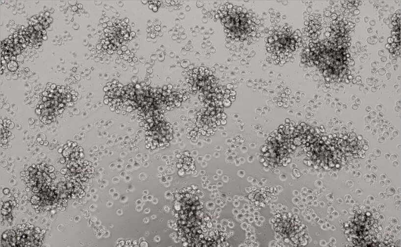 Nucleopolyhedrovirus-BNCC