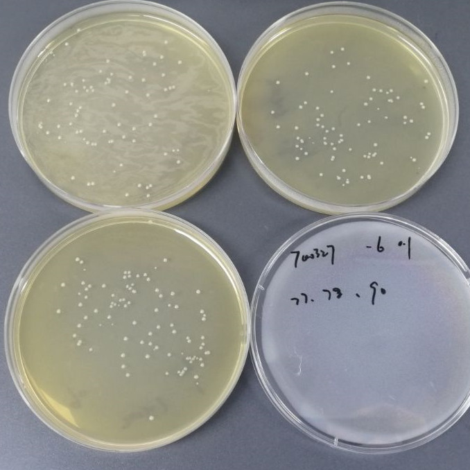 Quantitative strain of Enterococcus faecalis-BNCC