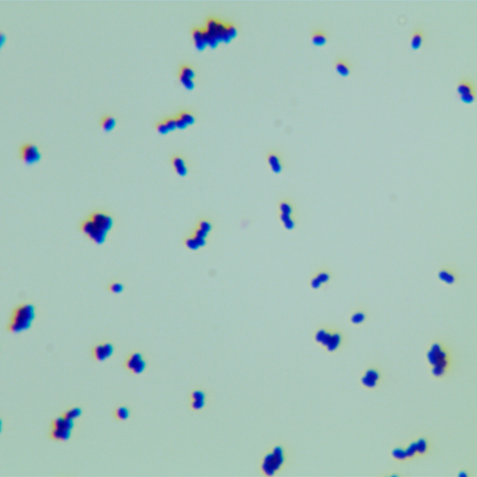 Quantitative strain of Enterococcus faecalis-BNCC