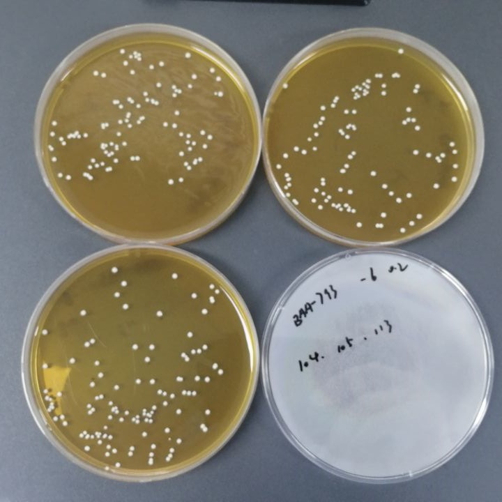 Quantitative strain of Lactobacillus plantarum-BNCC
