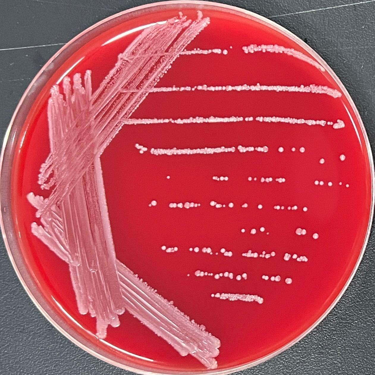 Mucous Rosella-BNCC