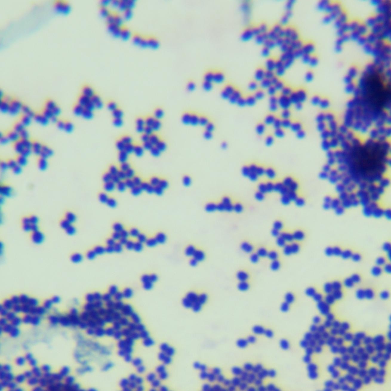 Mucous Rosella-BNCC