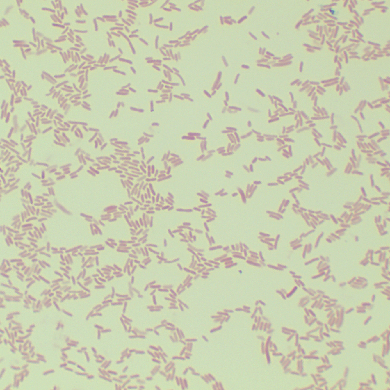 Rosetta-gami2 (DE3) Escherichia coli-BNCC