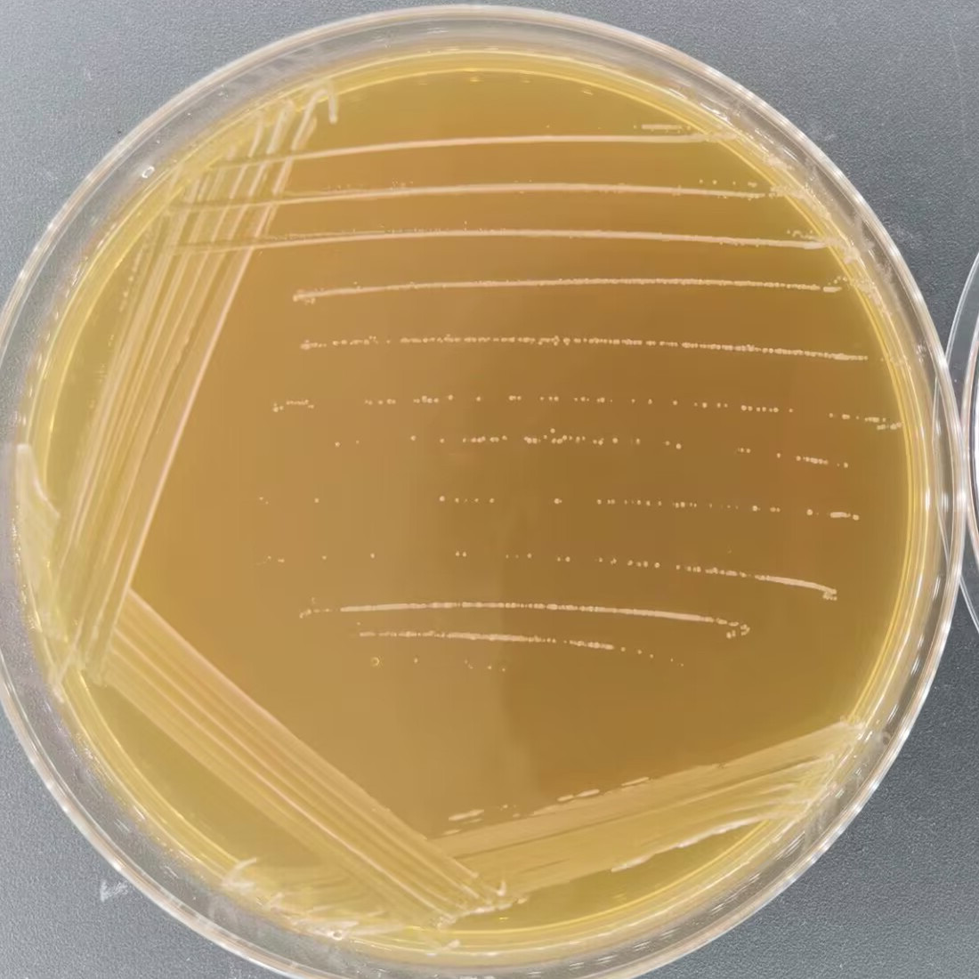 Bifidobacterium bifidum-BNCC