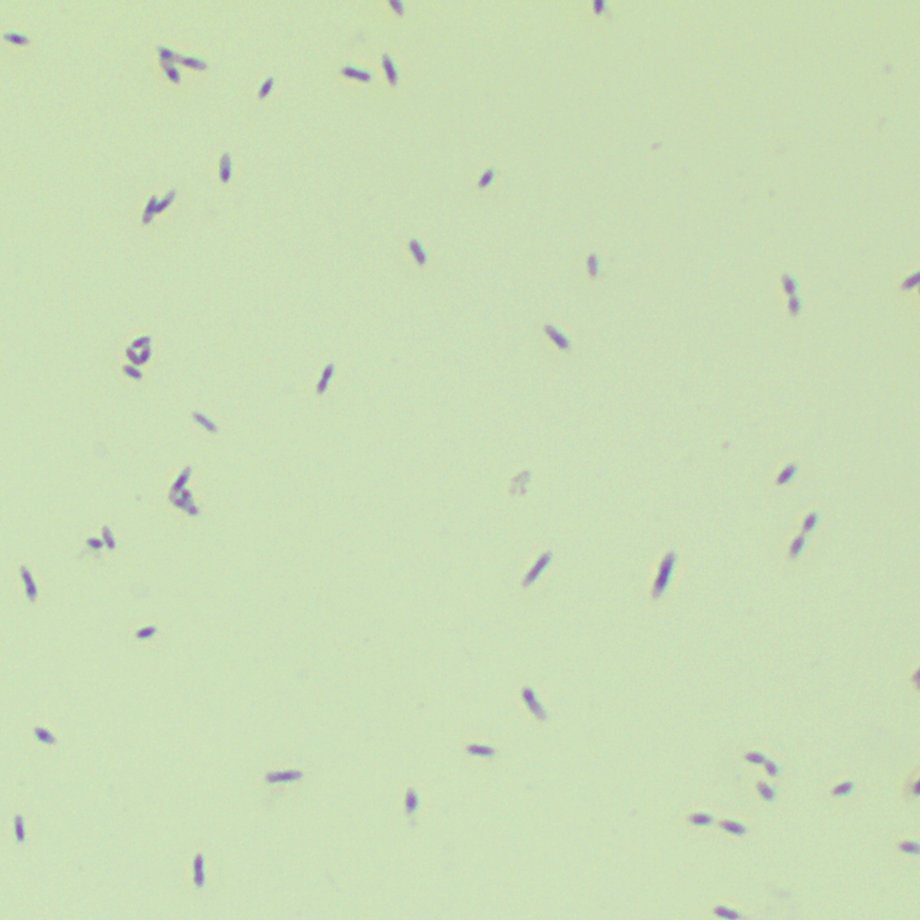 Symbiotic Clostridium-BNCC