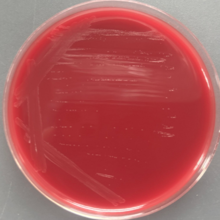 Symbiotic Clostridium-BNCC