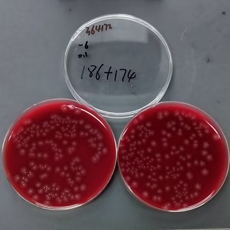 Clostridium perfringens-BNCC