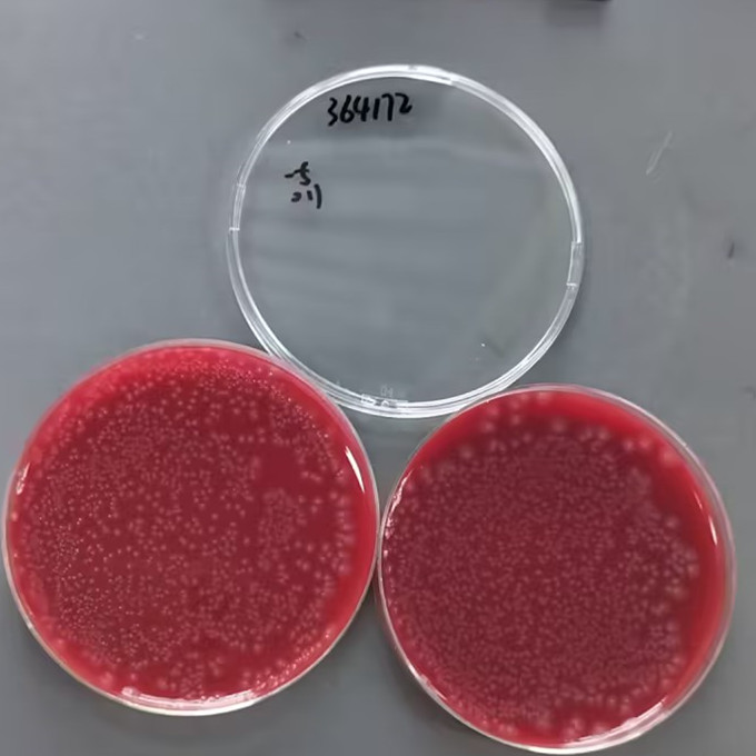 Clostridium perfringens-BNCC