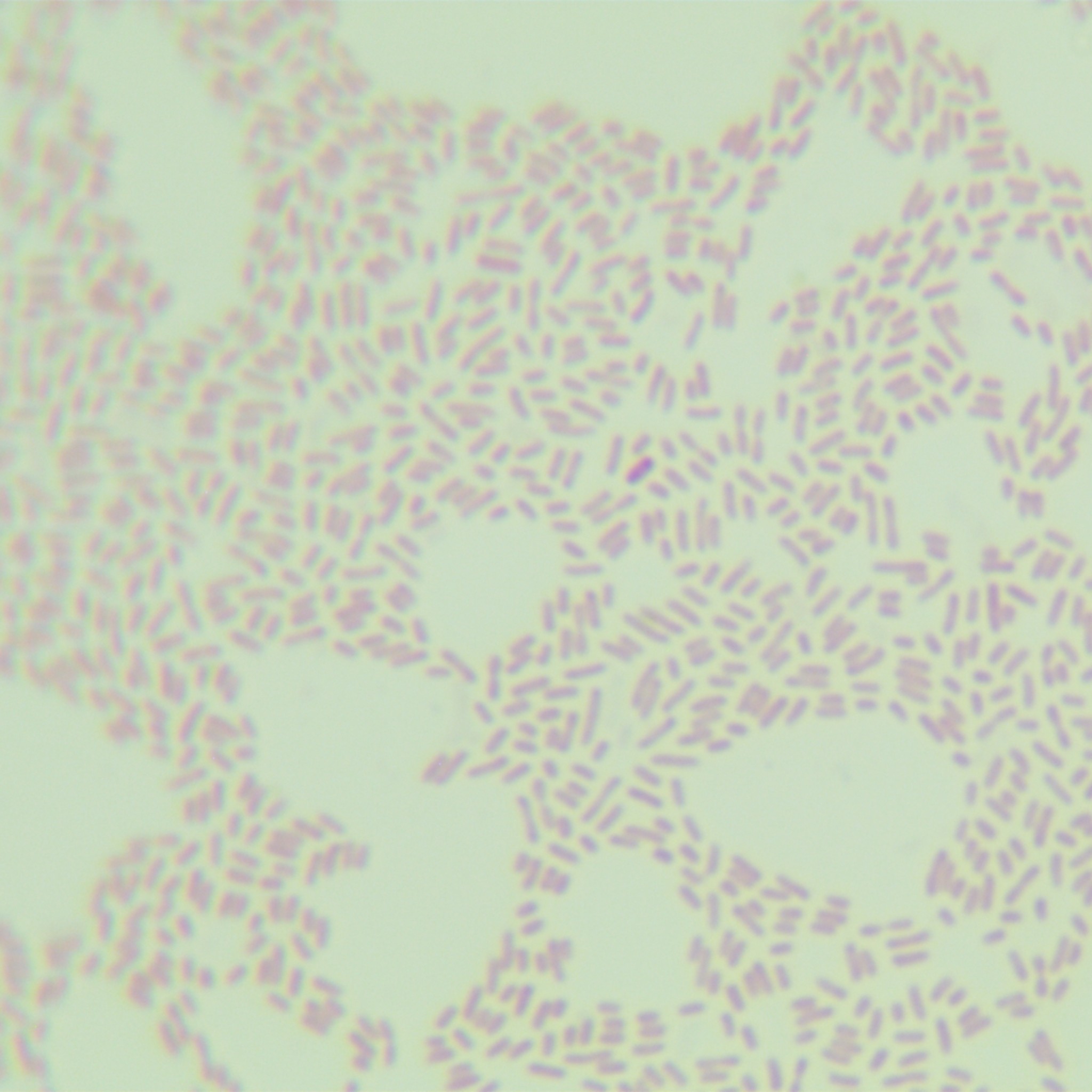 Escherichia coli-BNCC