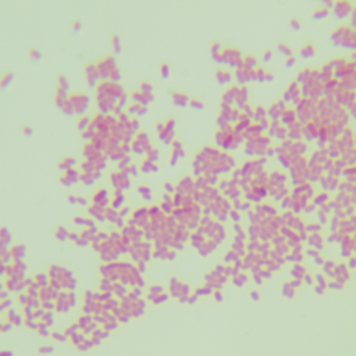 Escherichia coli-BNCC