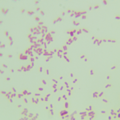 Escherichia coli-BNCC