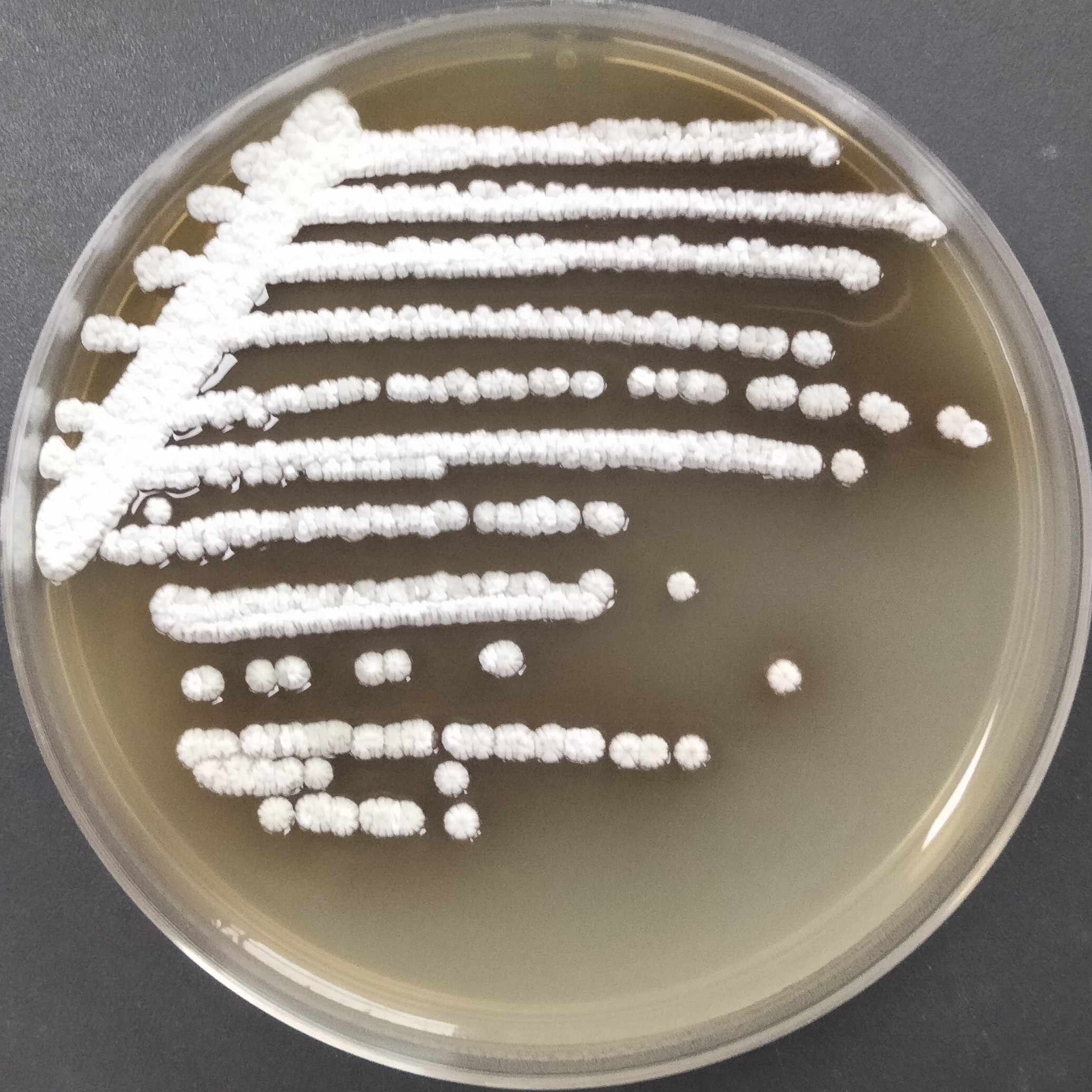 Streptomyces-BNCC
