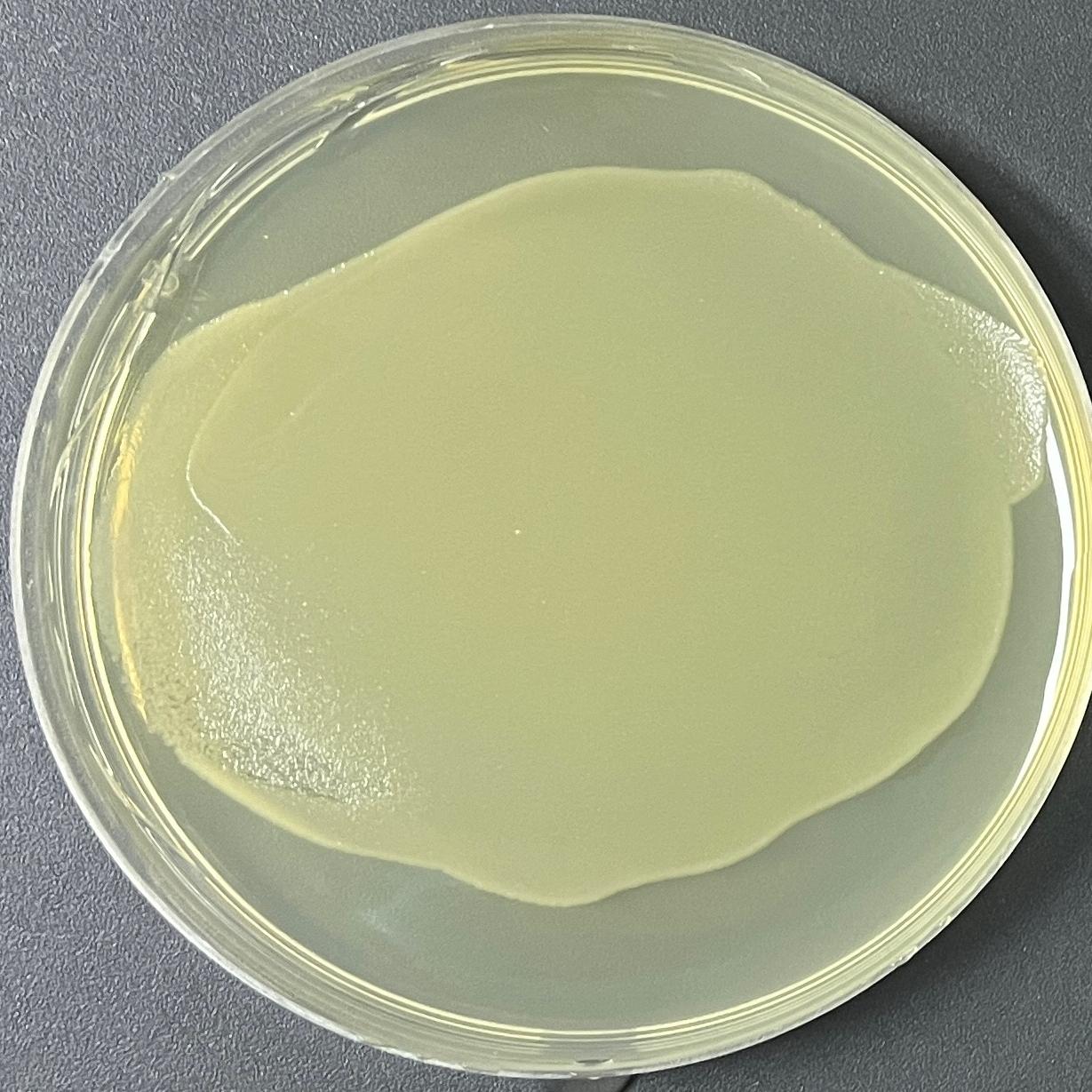 DH5 α (pECV-Nox4-m-FLAG) Escherichia coli-BNCC