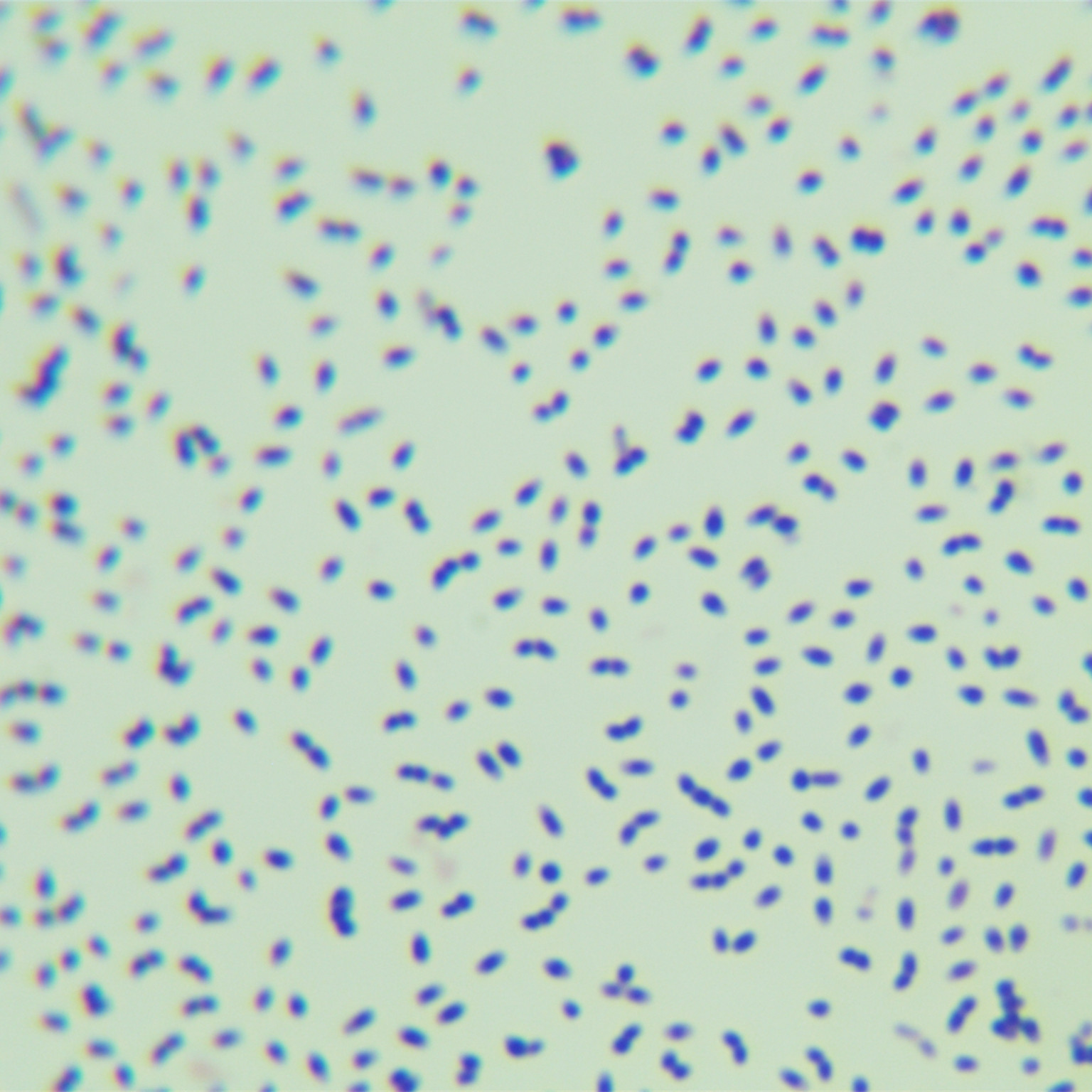 Mycobacterium genus-BNCC