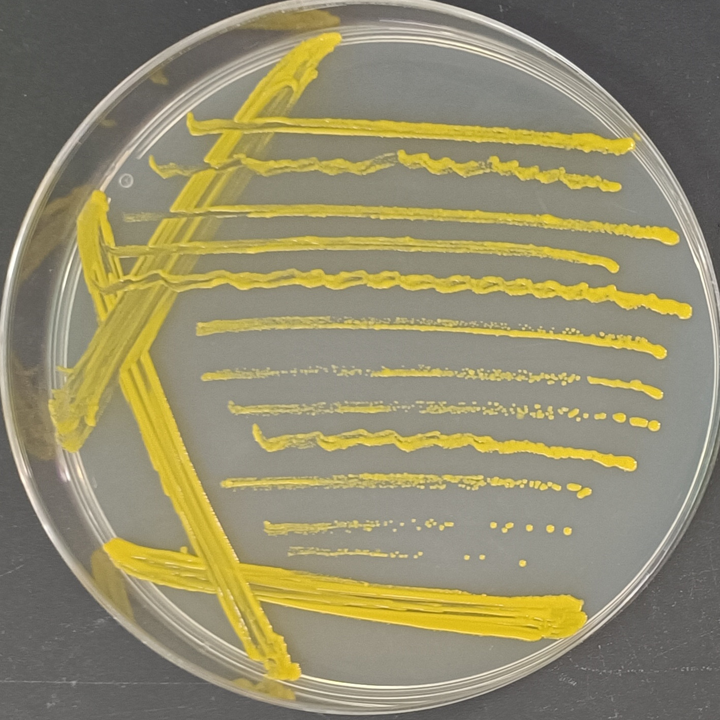 Mycobacterium genus-BNCC