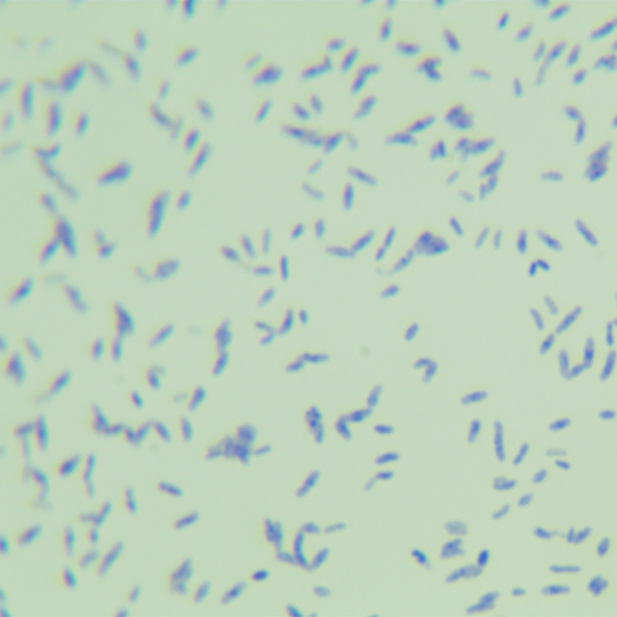 Mycobacterium genus-BNCC