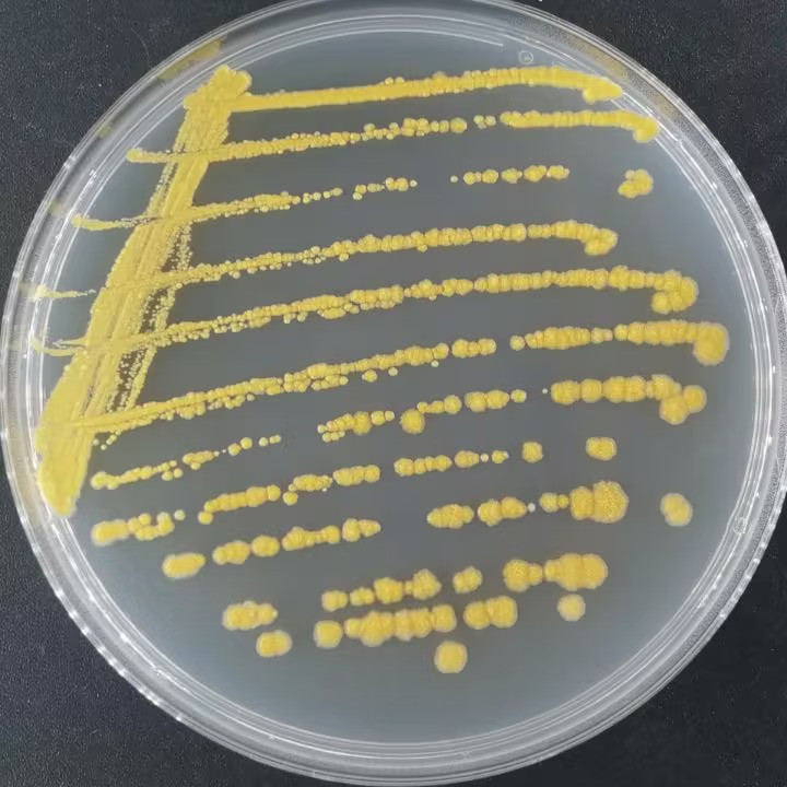 Mycobacterium genus-BNCC