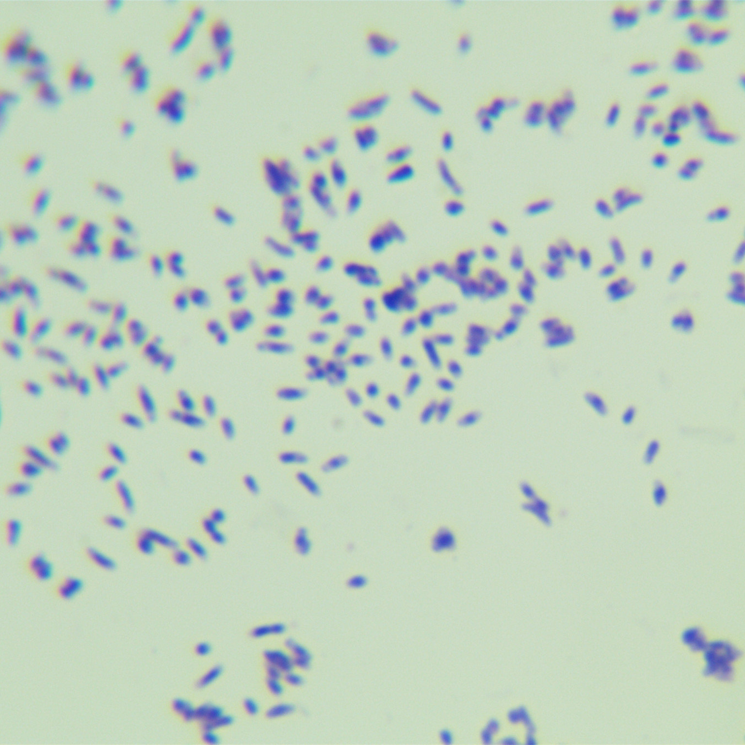 Mycobacterium genus-BNCC