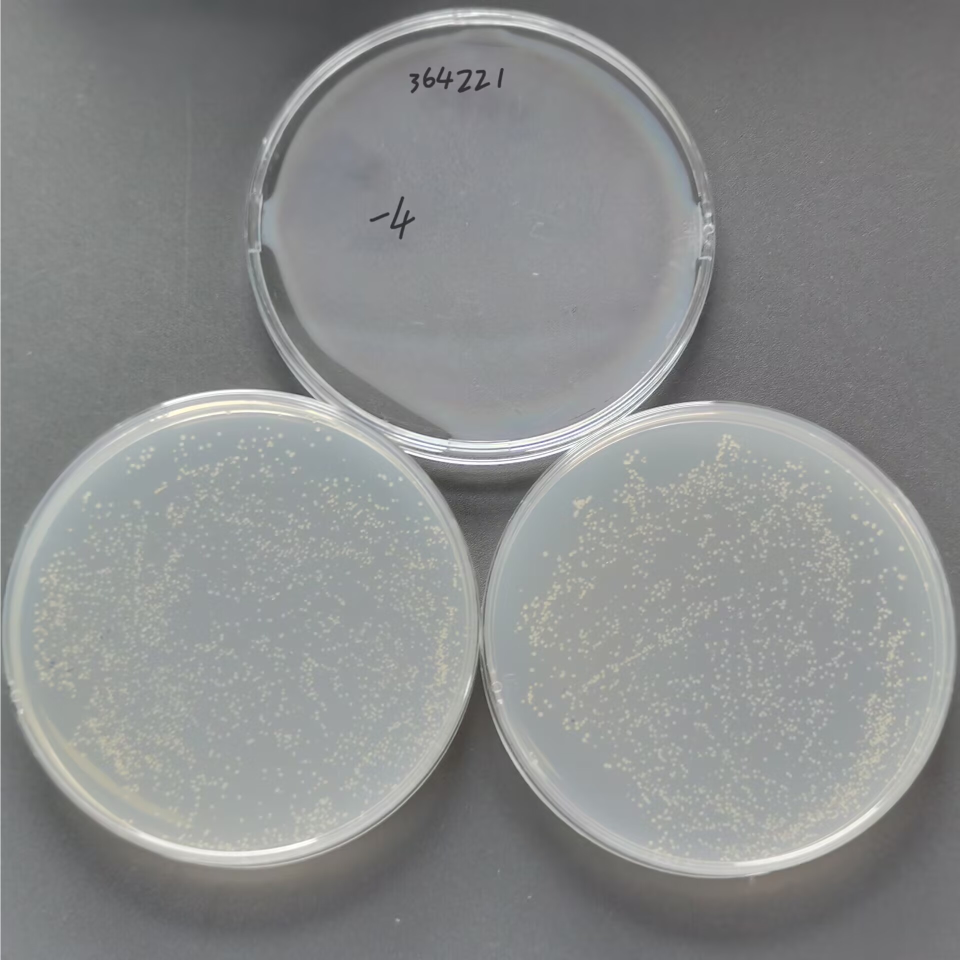 Mycobacterium avium avian subspecies-BNCC
