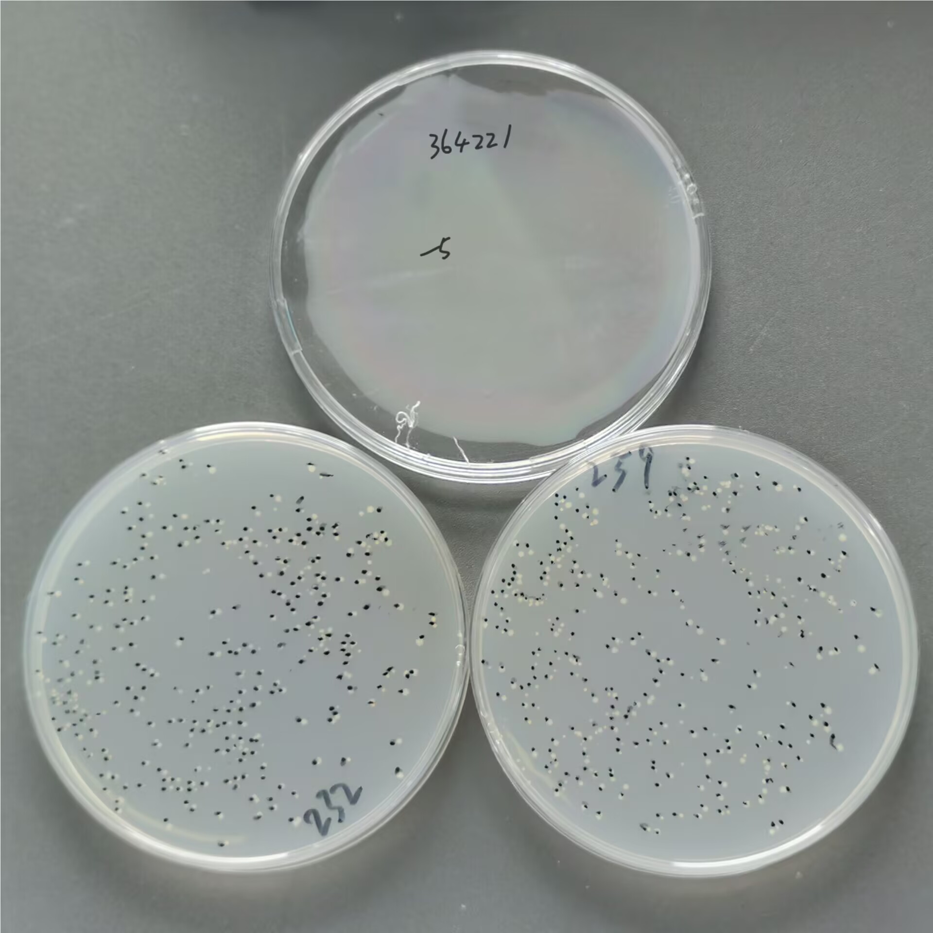 Mycobacterium avium avian subspecies-BNCC