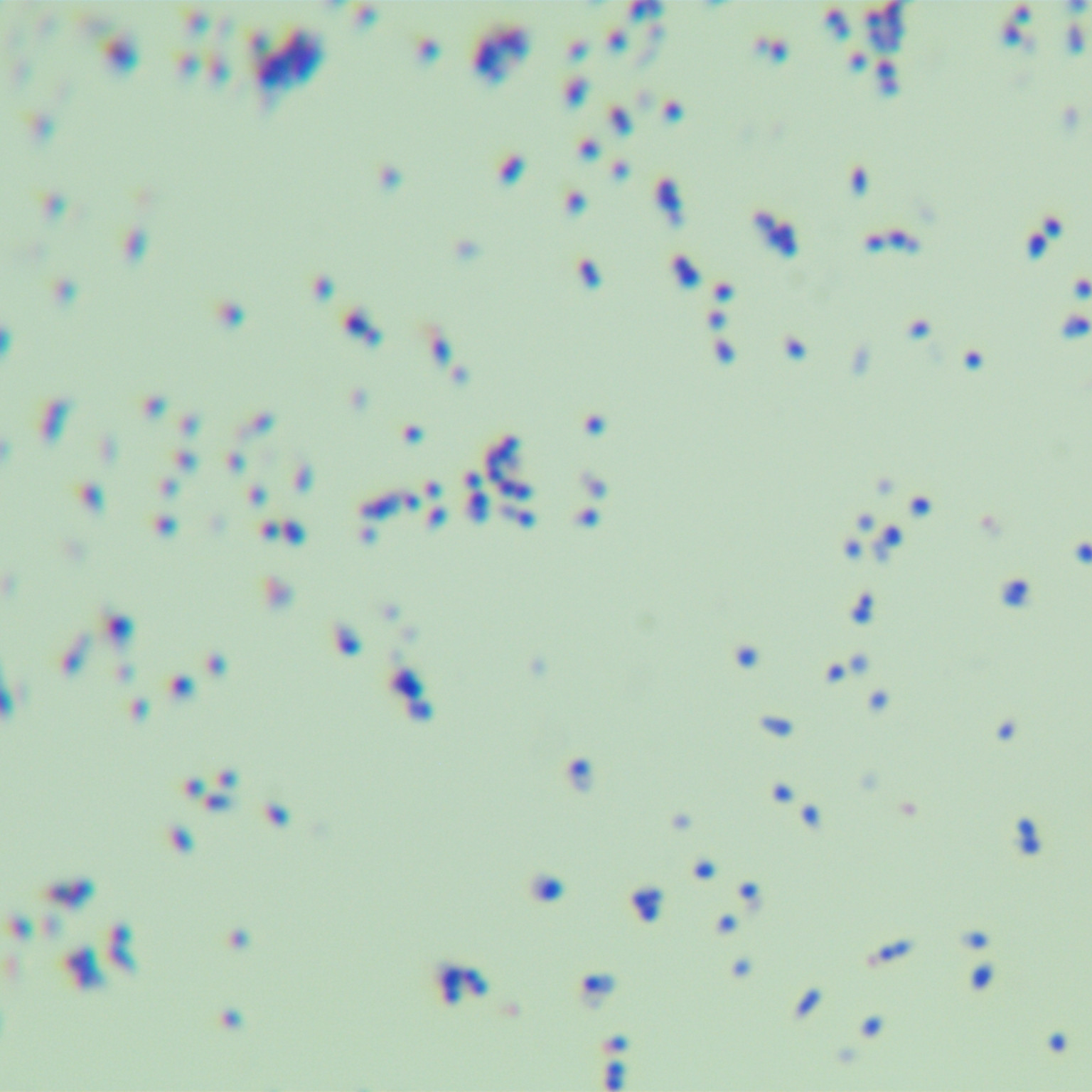 Lyman mycobacteria-BNCC
