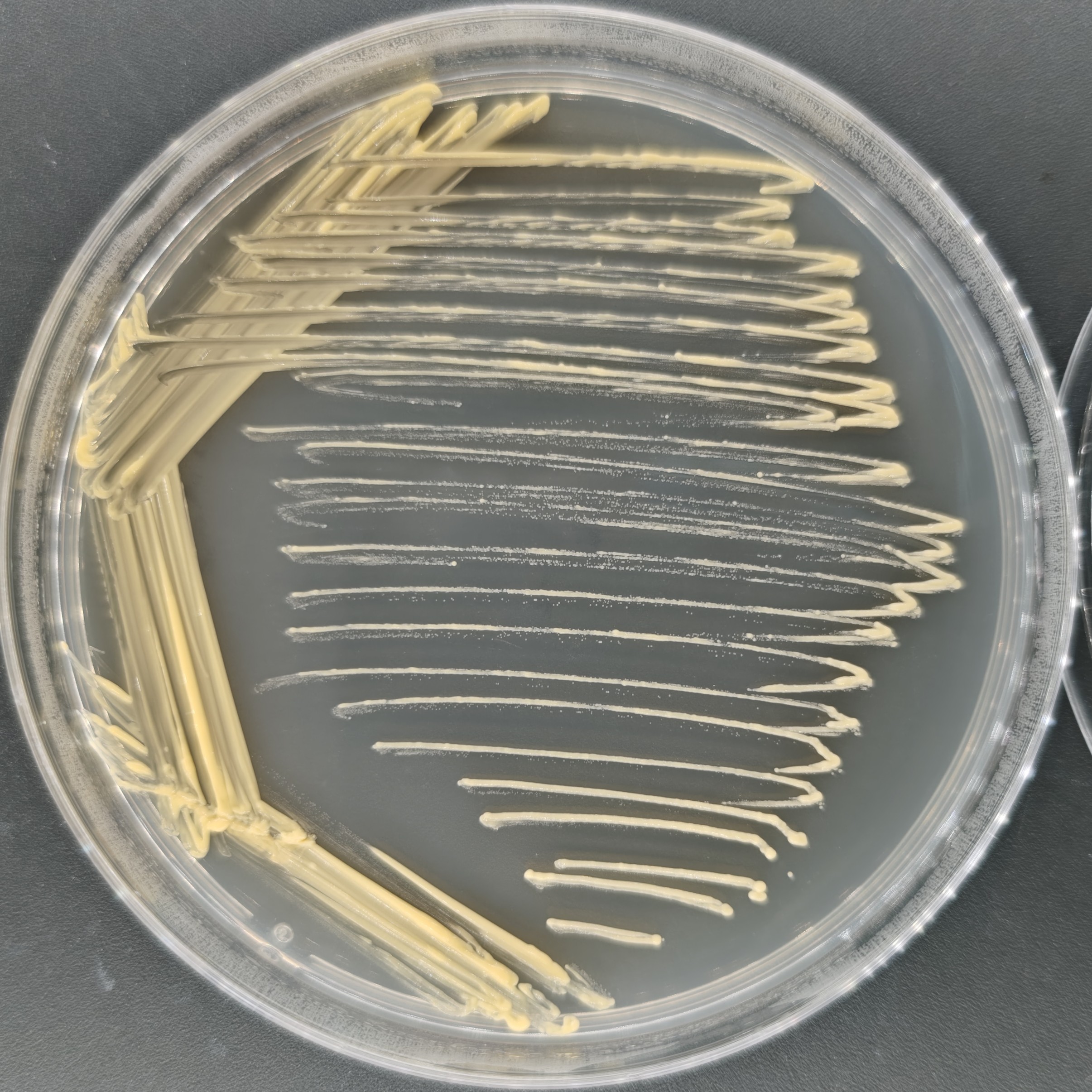 Intracellular subspecies of Mycobacterium-BNCC