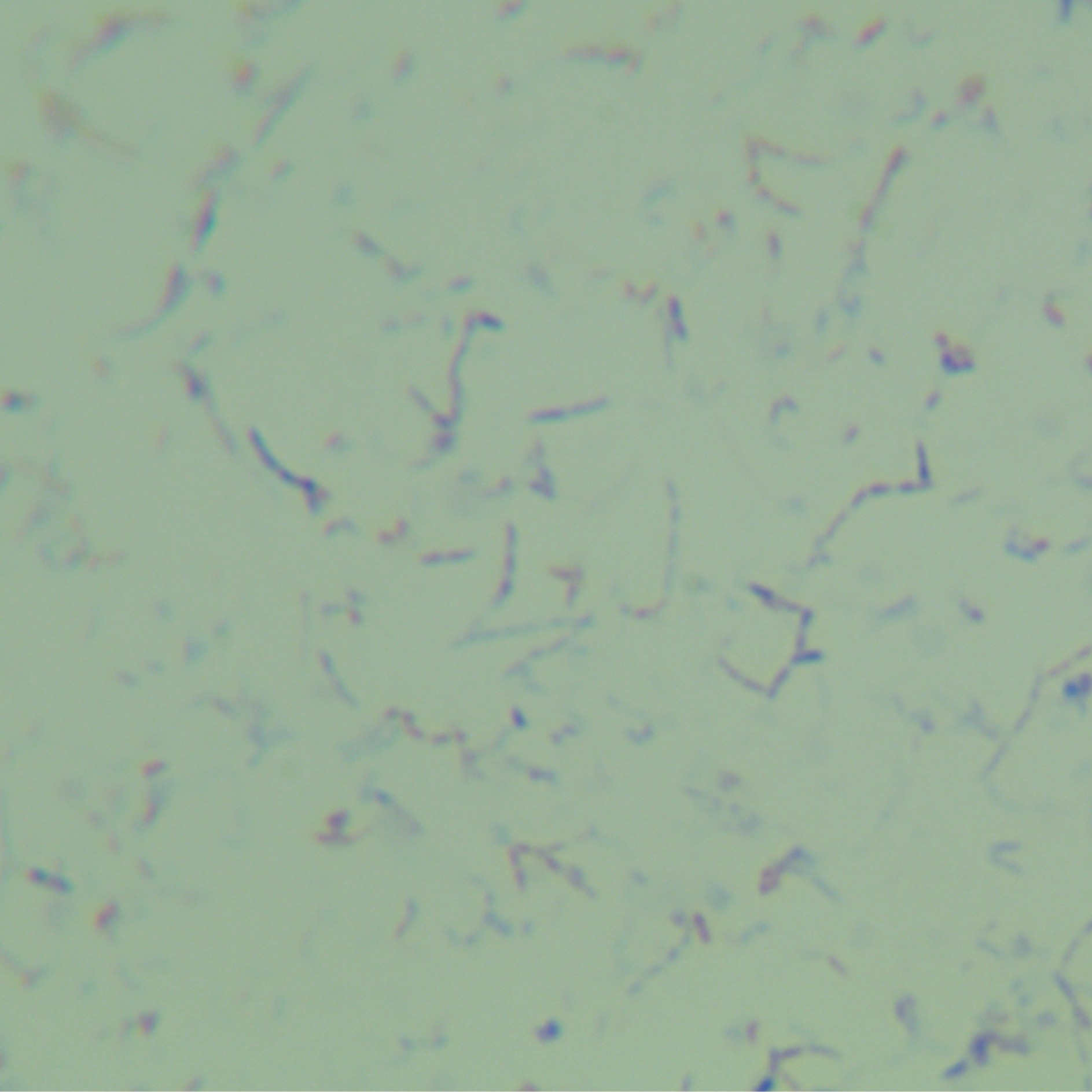 Intracellular subspecies of Mycobacterium-BNCC