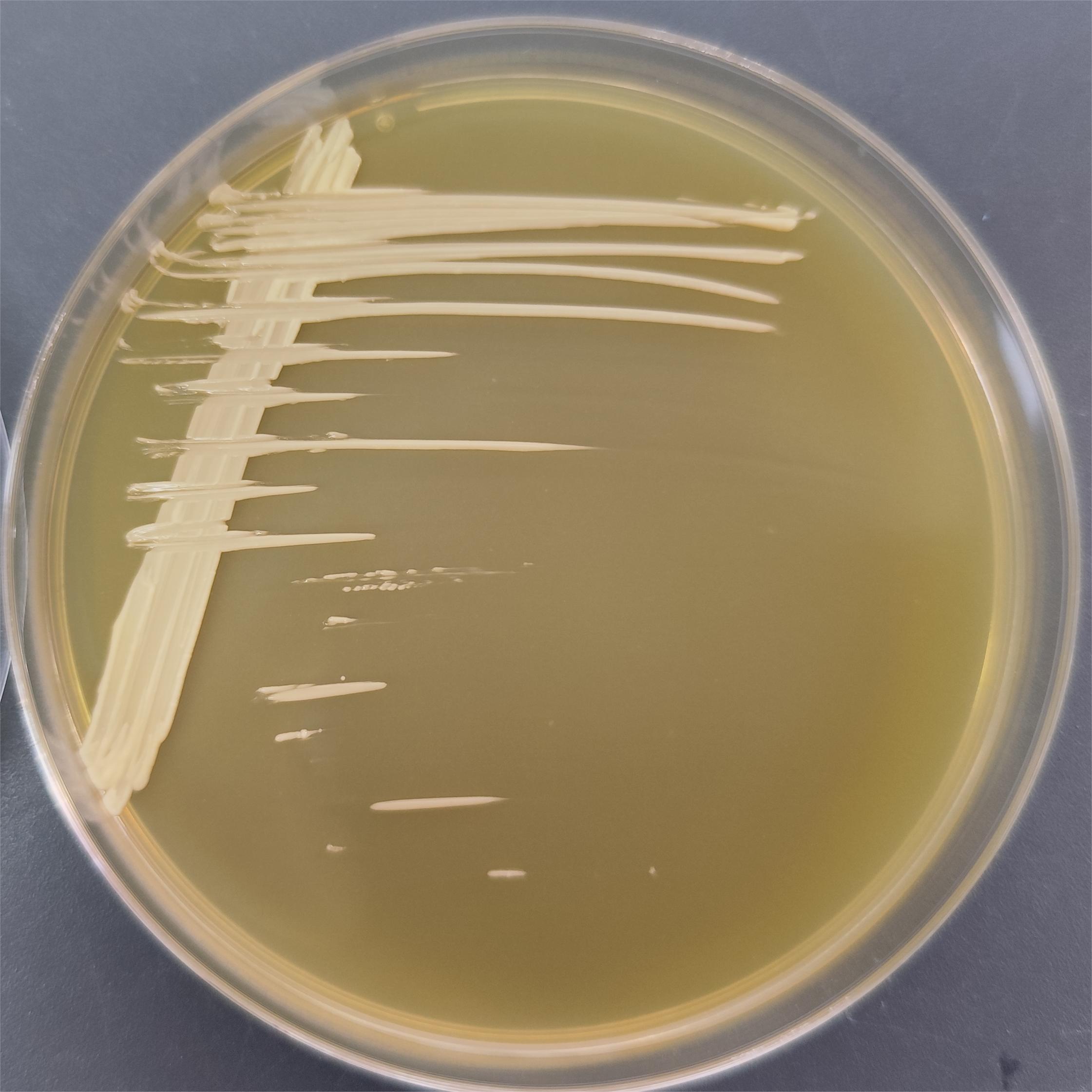 Bacillus subtilis-BNCC