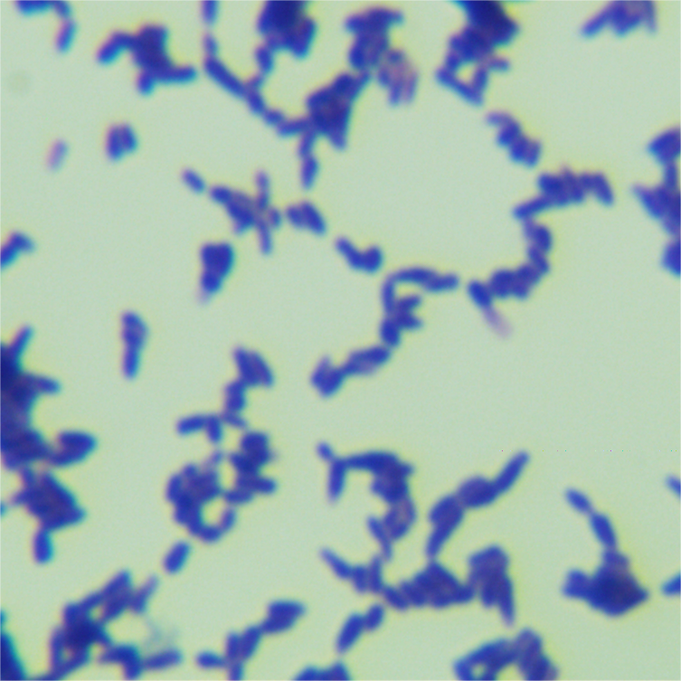 Bacillus subtilis-BNCC
