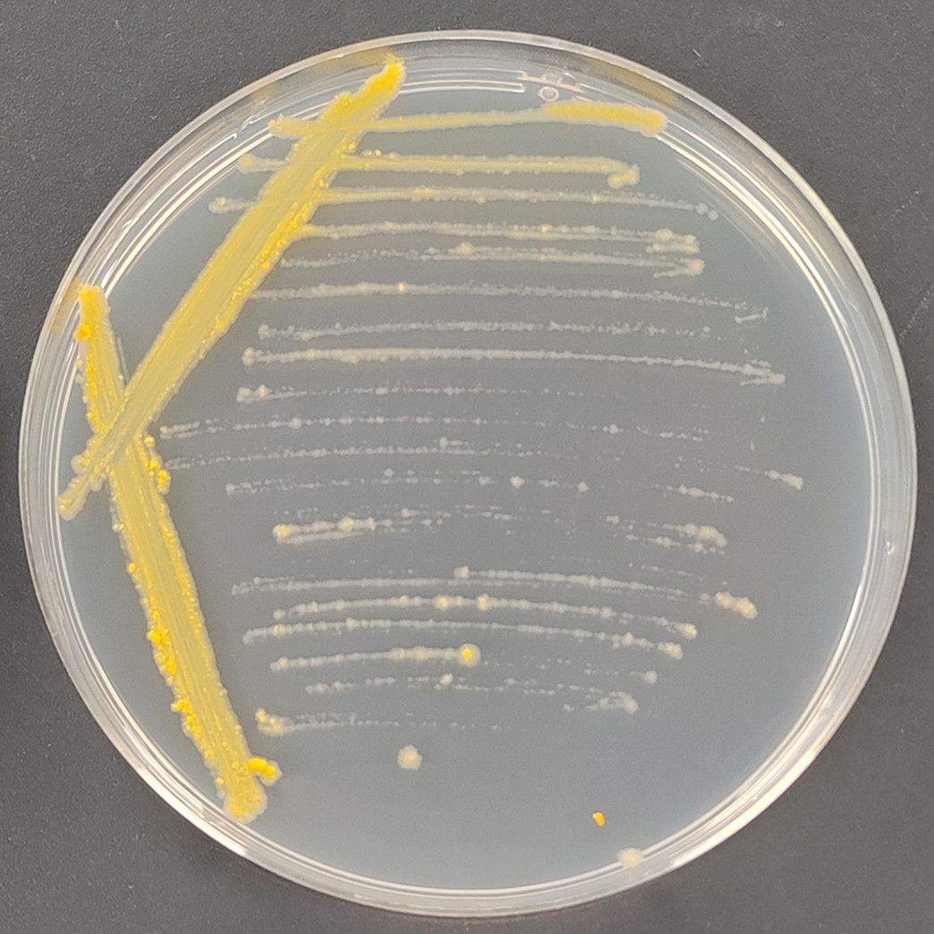 Grass mycobacteria-BNCC