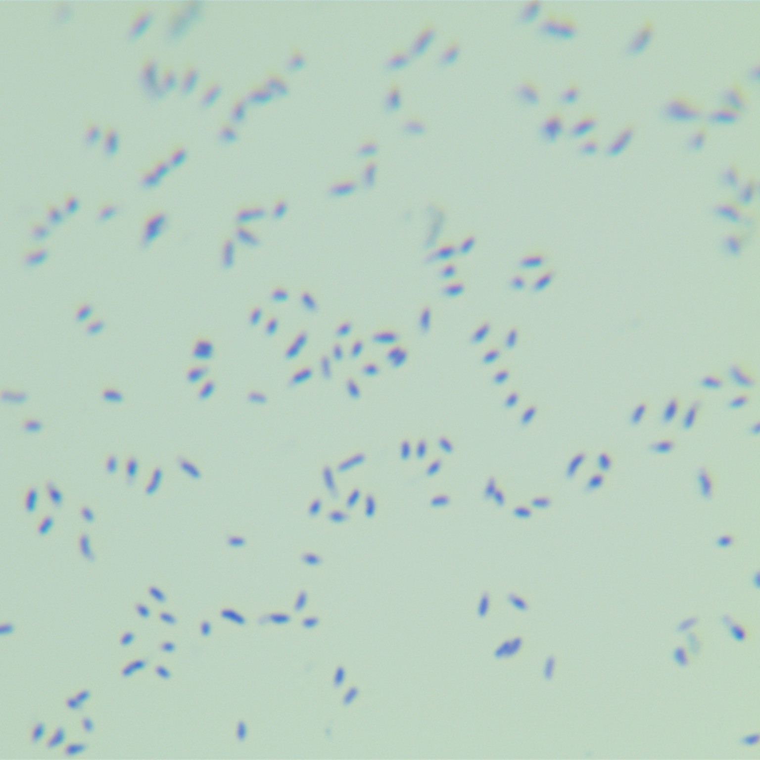 Grass mycobacteria-BNCC