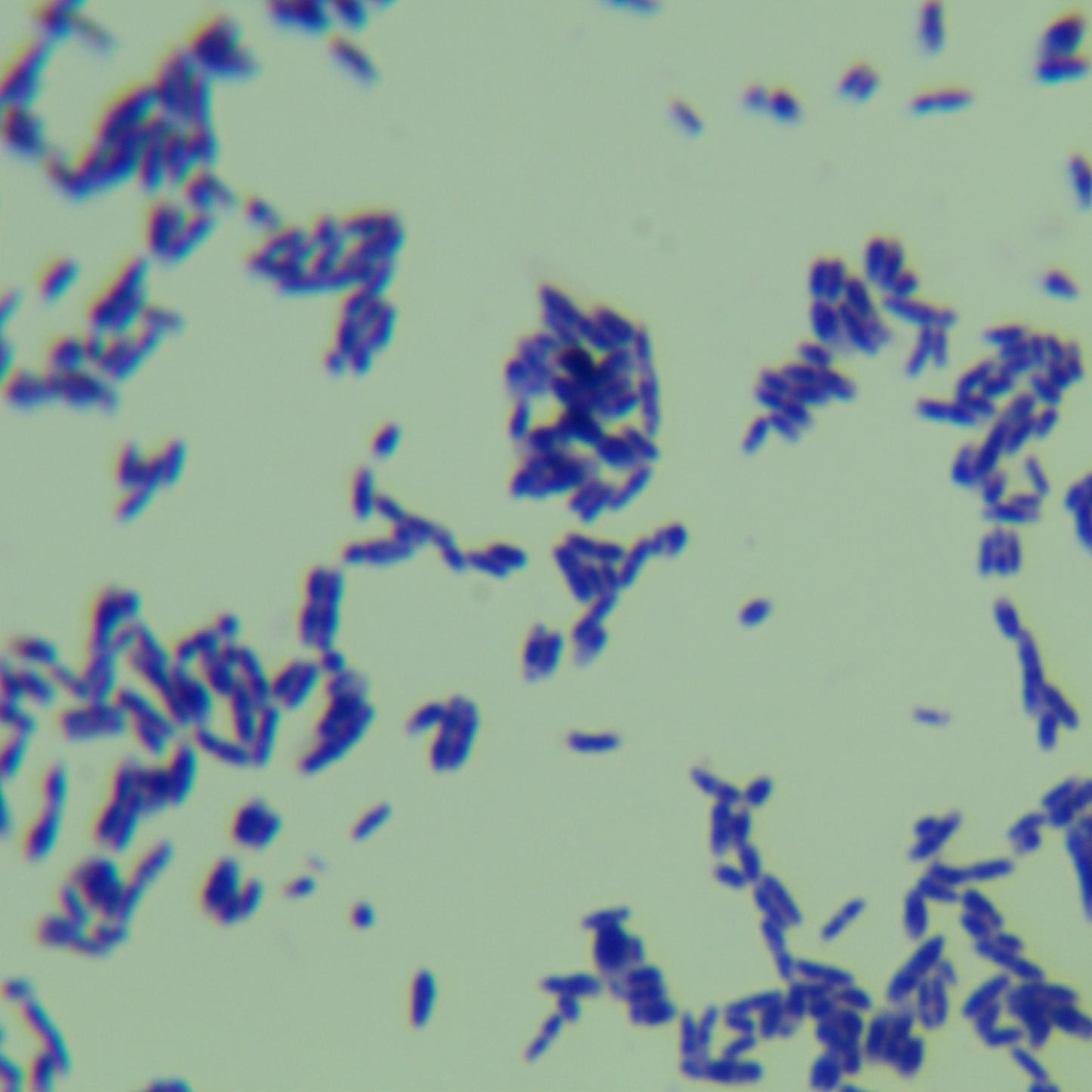 Mycobacterium genus-BNCC