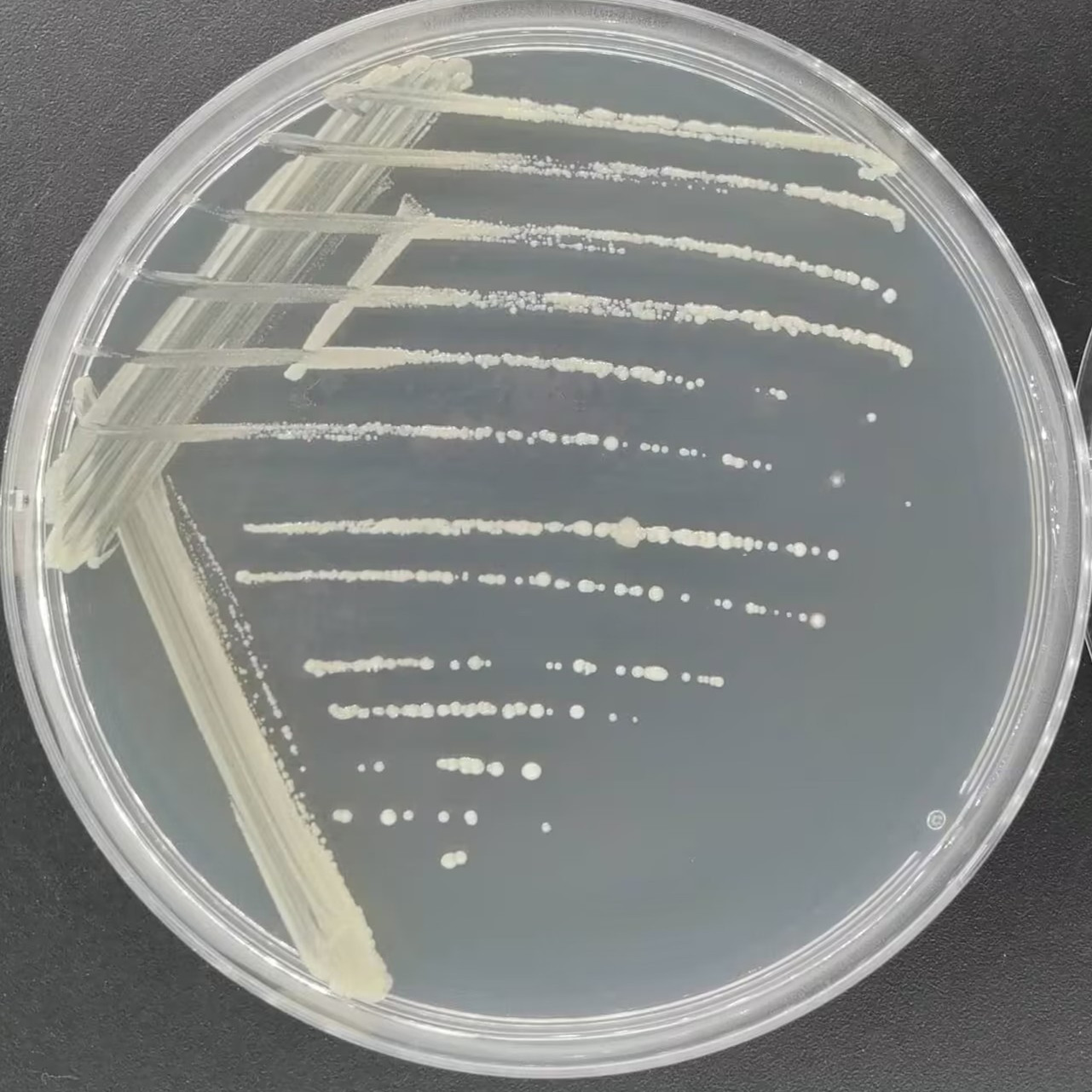 Mycobacterium genus-BNCC